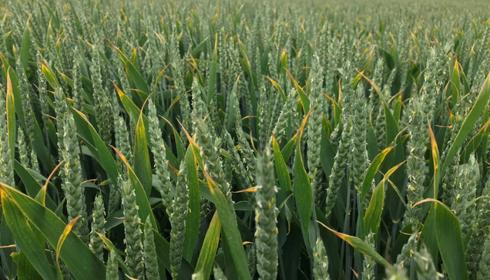 冬季小麦品种可成功播种至2月中旬:试播