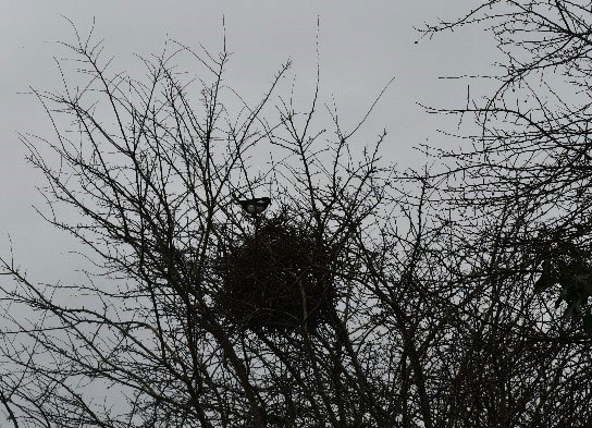 A magpie's nest in a tree